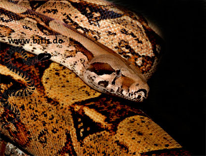 Rotschwanzboa - Boa consrictor constrictor