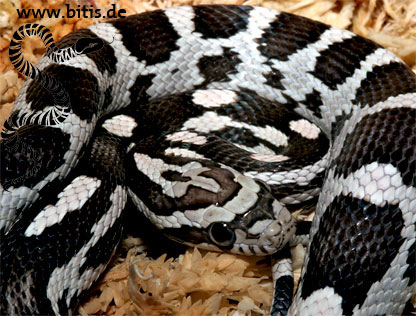 Anerythristic A - Black Albino Kornnatter - Pantherophis guttatus