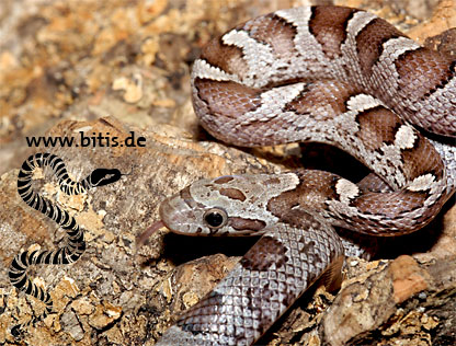 Pewter Corn - Jungtier - Pantherophis guttatus