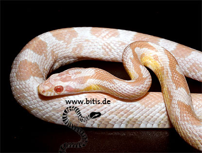 Coral Snow Jungtier - Pantherophis guttatus