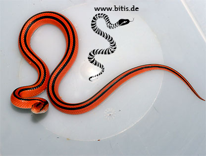 Oreophis porphyraceus coxi - Rote Bambusnatter