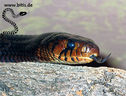 Drymarchon corais couperi - Indigonatter
