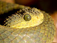 Atheris squaminger