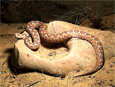 Vipera ammodytes meridionalis