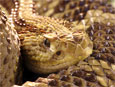 Crotalus duissus