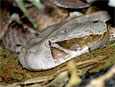 Bitis gabonica