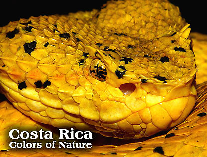 COSTA RICA - Colors of Nature