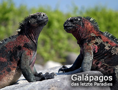 Galápagos das letzte Paradies