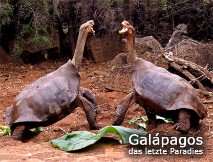 Galápagos das letzte Paradies