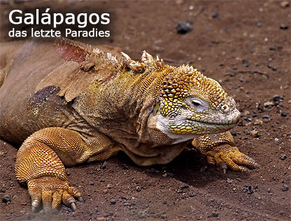 Galápagos das letzte Paradies