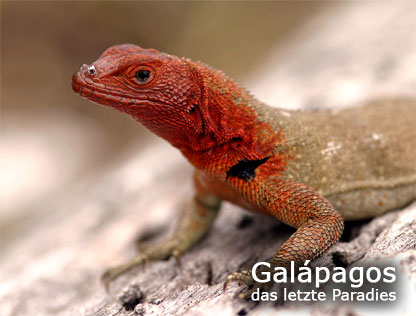 Galápagos das letzte Paradies